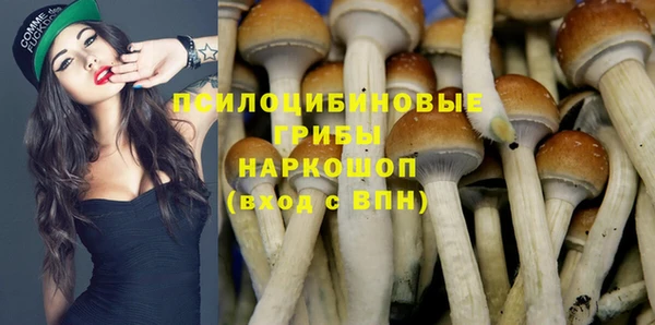 трава Белокуриха